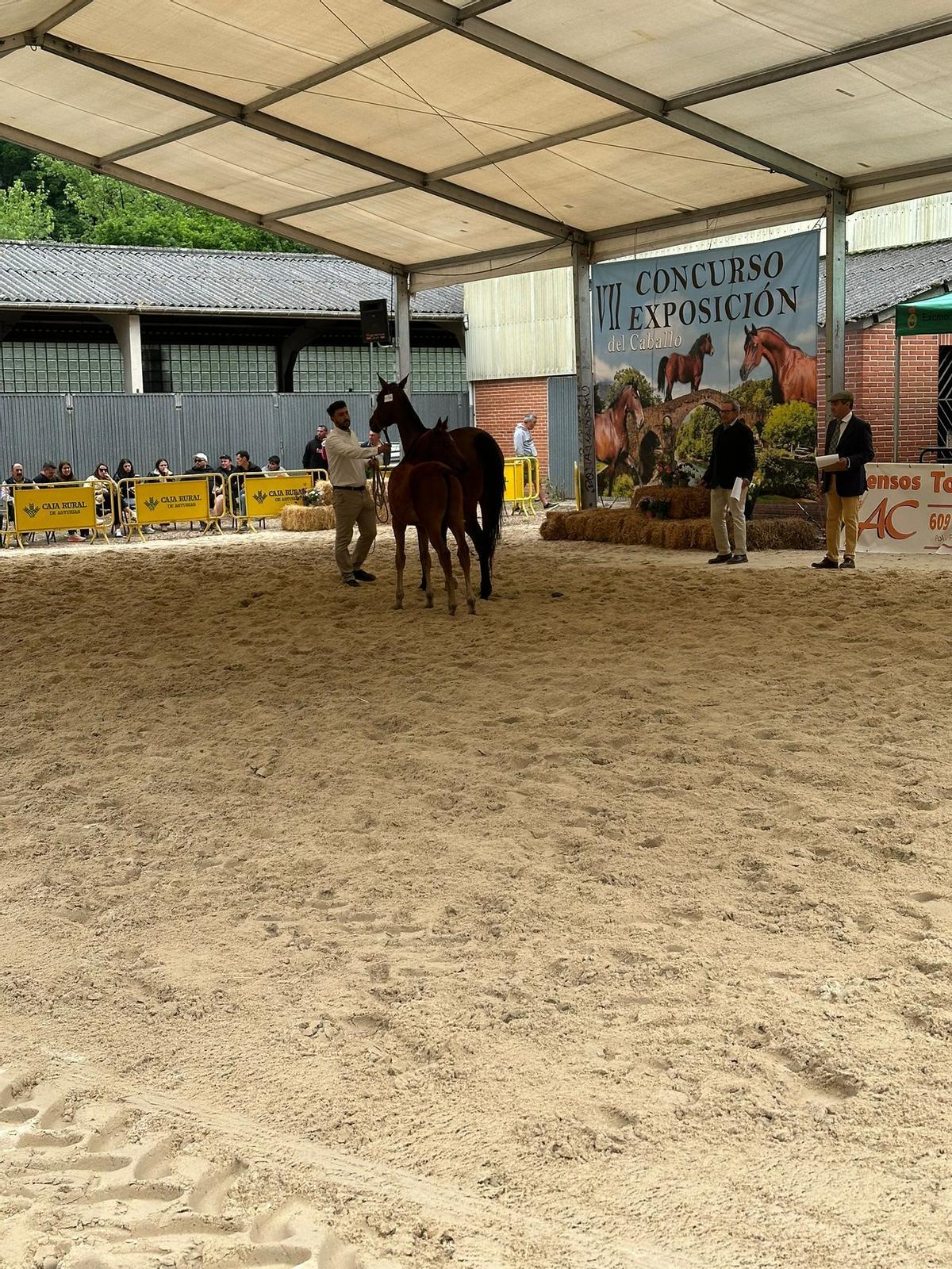 Ejemplares anglo árabes en pista, en el Concurso Exposición del Caballo de Cangas de Onís.