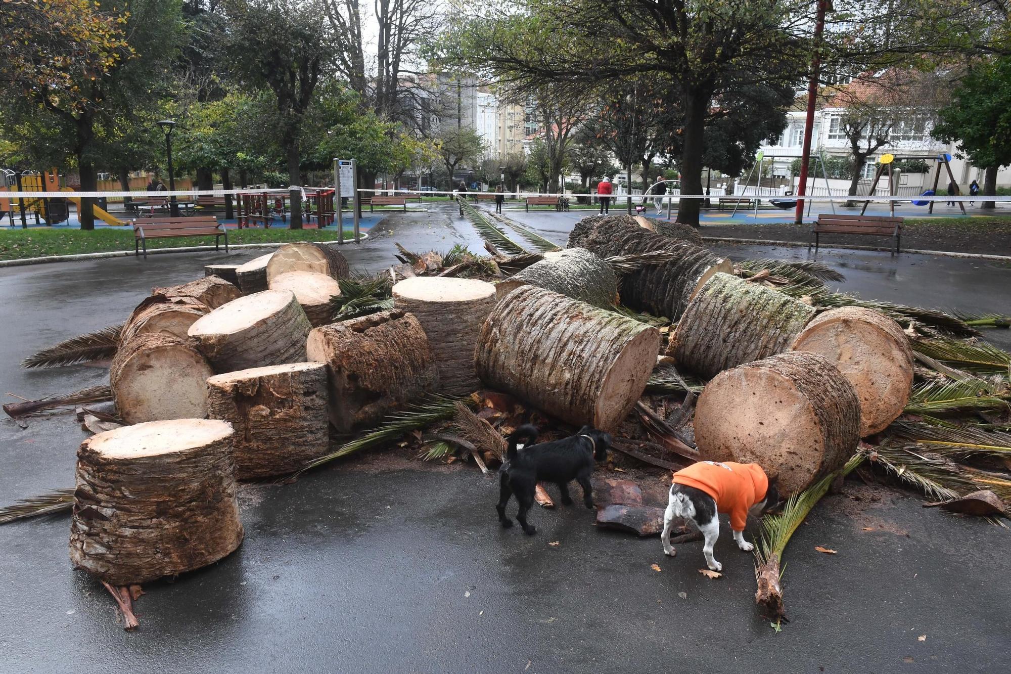 Adiós a la palmera del Campo de Marte de A Coruña