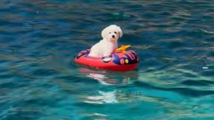 Polémica en Mallorca por un vídeo de un perro solo en un flotador en medio del mar