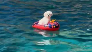 Polémica por un vídeo de un perro solo en un flotador en medio del mar