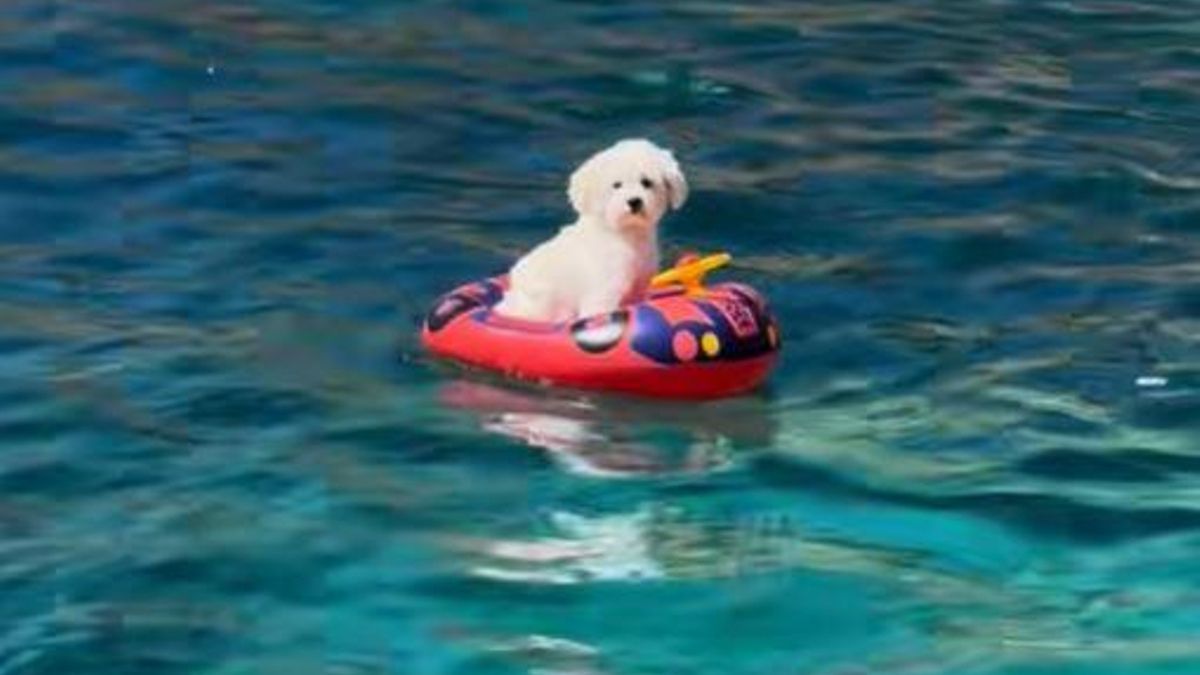 Polémica en Mallorca por un vídeo de un perro solo en un flotador en medio del mar