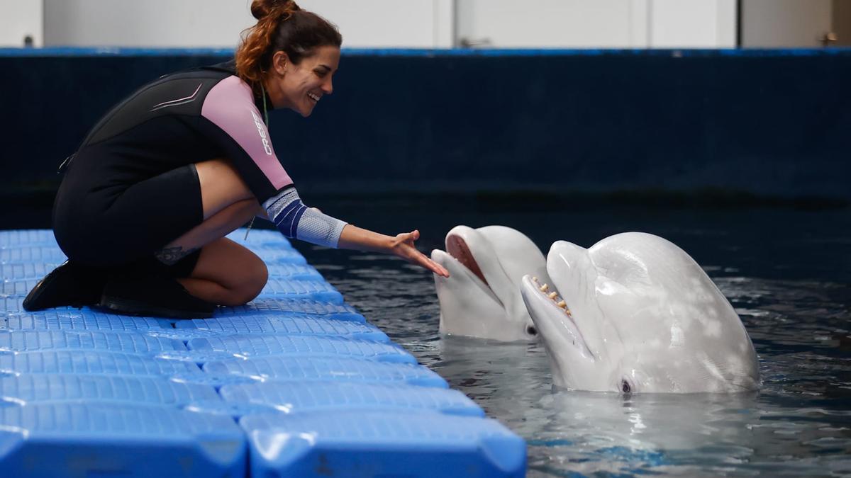 Dos meses del rescate de las belugas de Ucrania por el Oceanogràfic