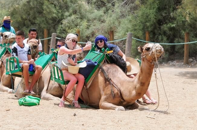 Reportaje excursiones con camellos en las Dunas ...