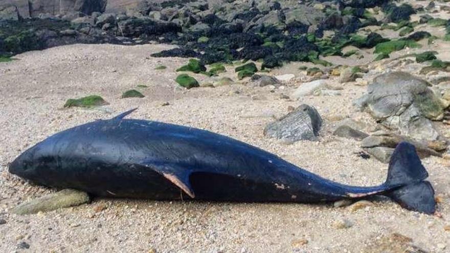 Un delfín muerto aparece varado en el litoral de Sorrizo, en Arteixo