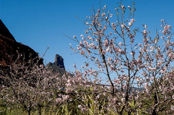 FIESTAS DEL ALMENDRO EN FLOR TEJEDA