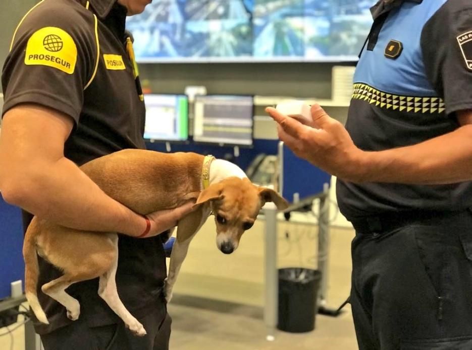 Rescatan a un perro en la potabilizadora