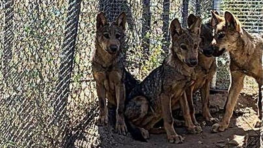 Los cuatro cachorros en el Centro del Lobo de Robledo.