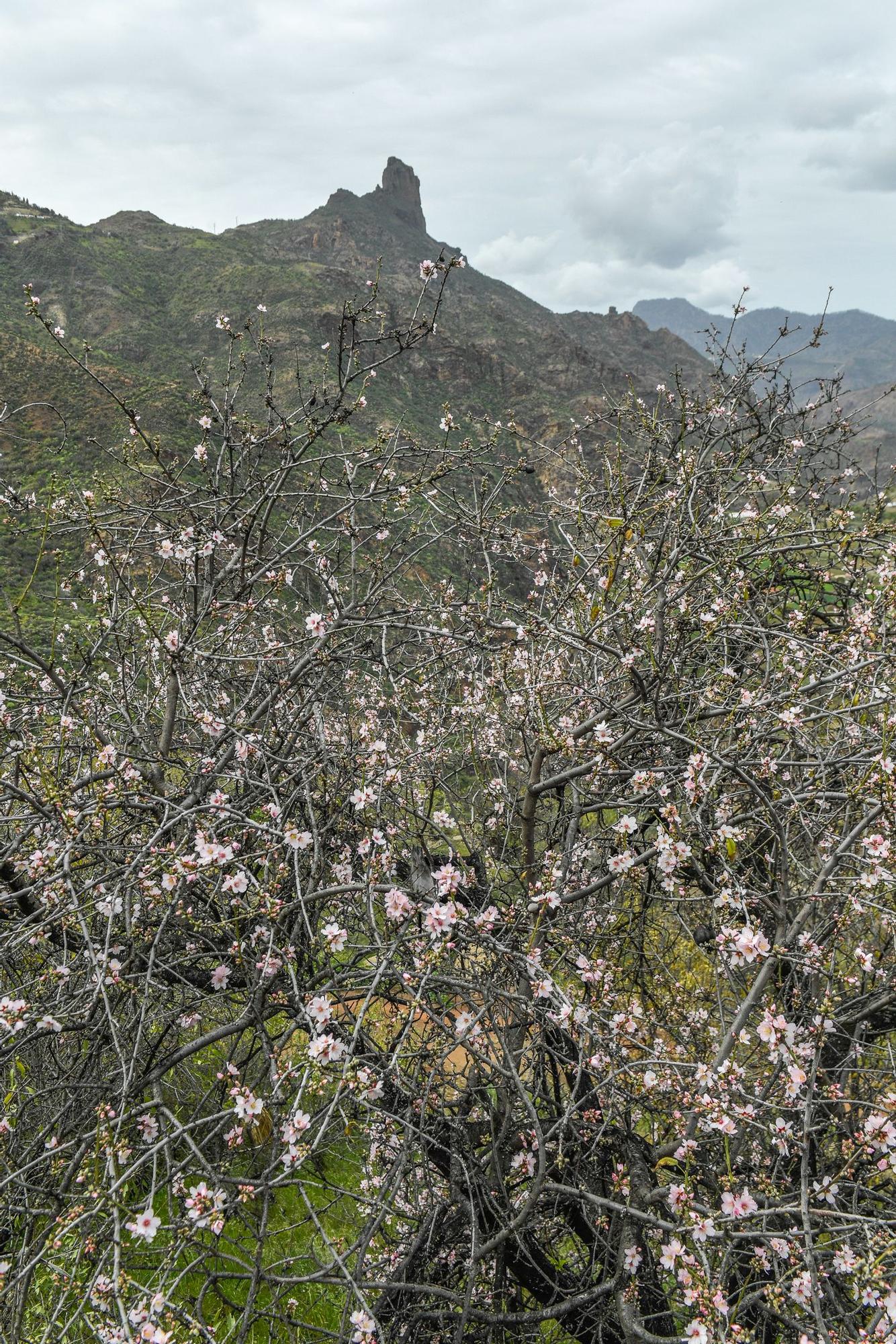 Fiesta del Almendro en Flor en Tejeda