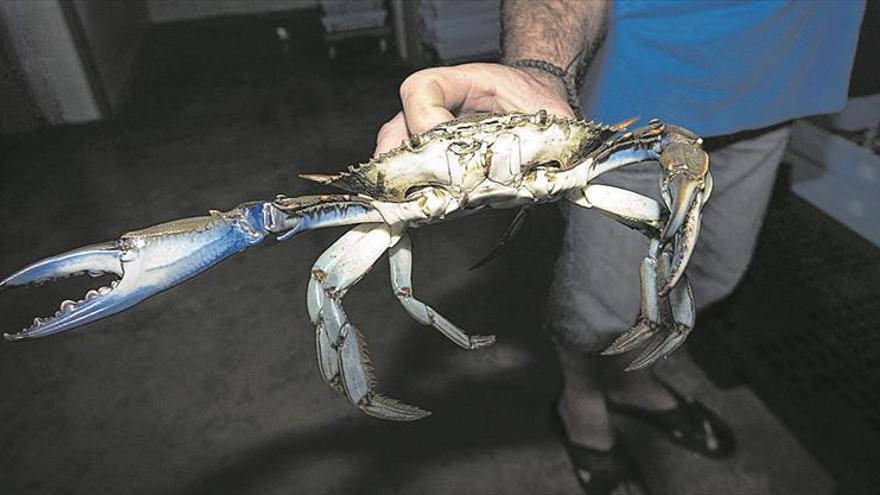 El cangrejo azul se expande y aparece en todo el litoral de norte a sur de la provincia