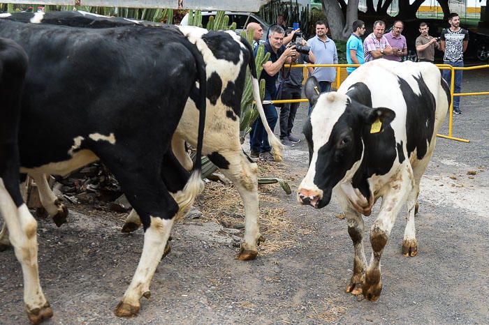 El Cabildo recibe 33 vacas