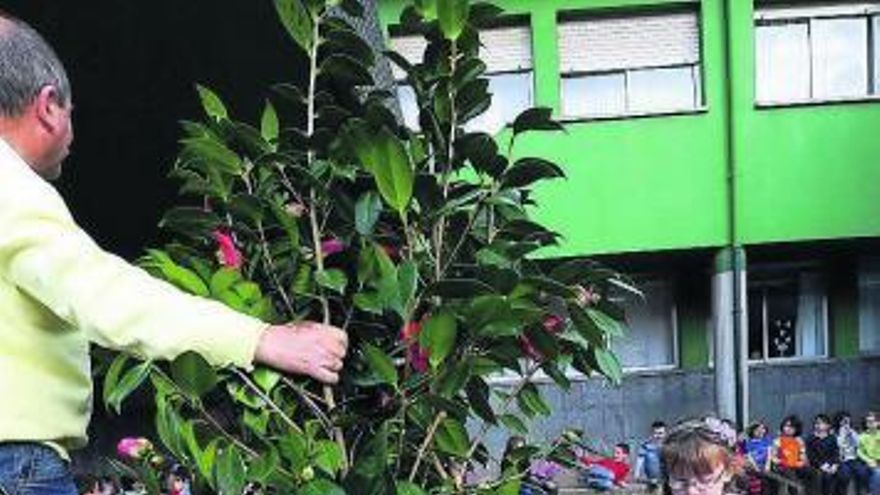 Plantación de camelias en el valle de Turón