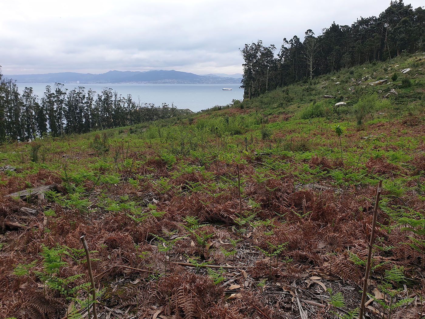 Los “ángeles” del  paraíso natural vigués