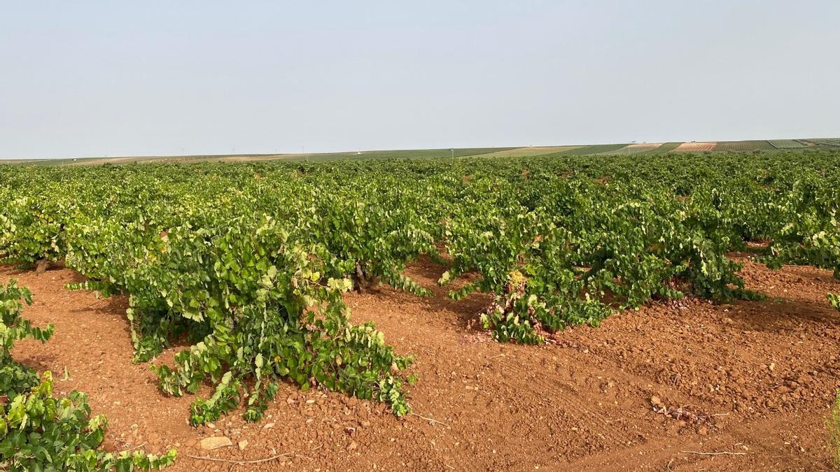 Zona de viñedos en Almendralejo