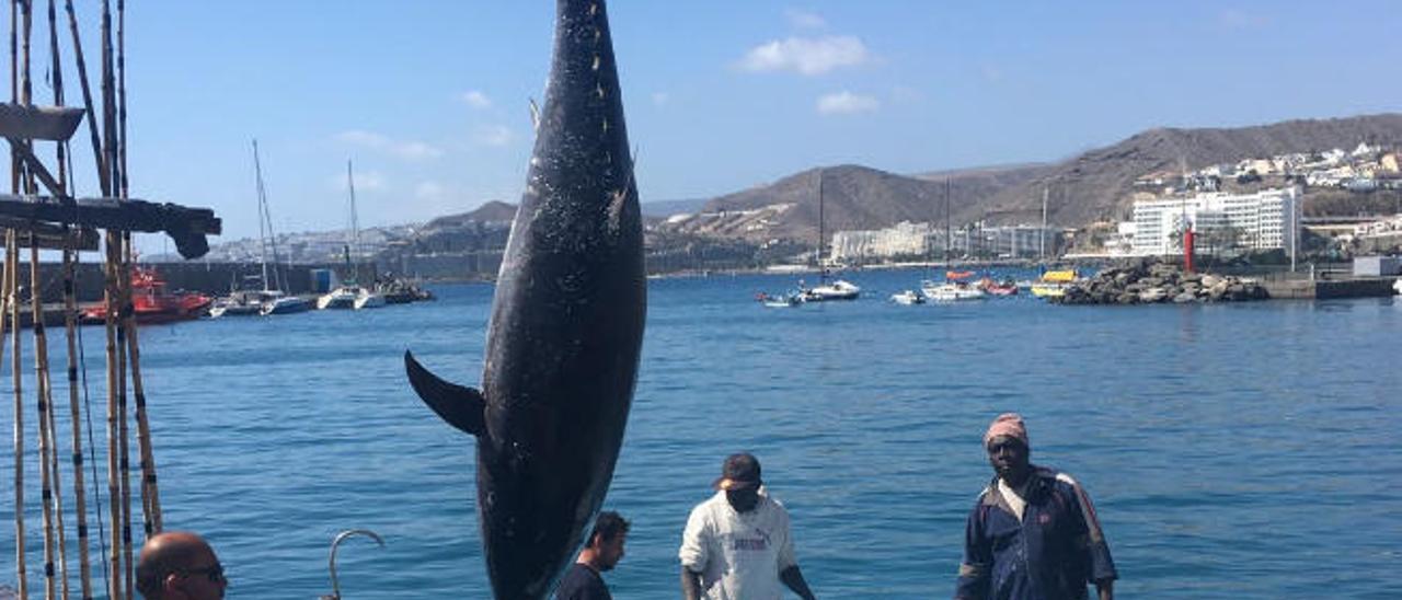 Madrid penaliza a los atuneros con un nuevo recorte por exceso en la pesca