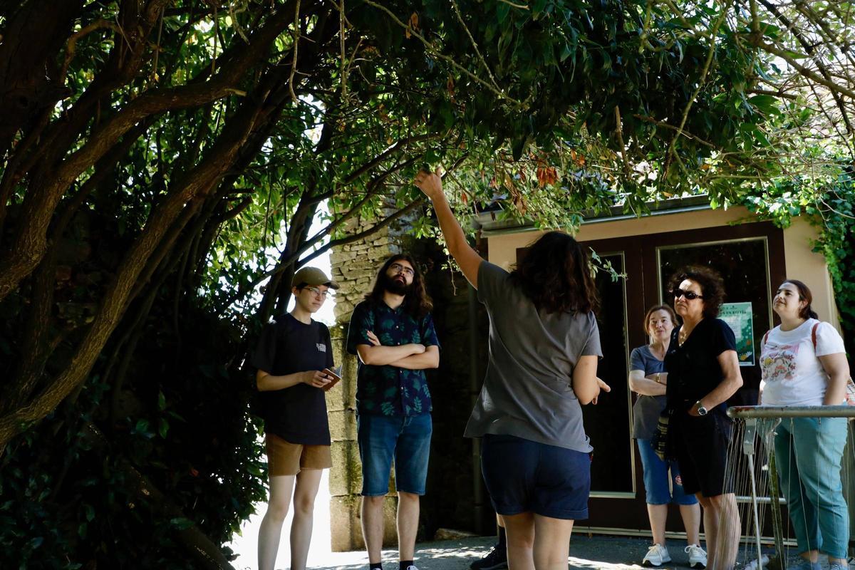El grupo observó árboles como el laurel, el saúco o un limonero