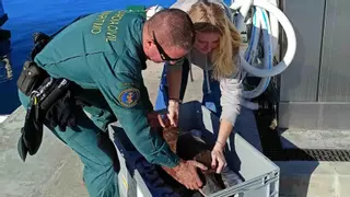 La Guardia Civil rescata a una tortuga en apuros en aguas de Cabrera