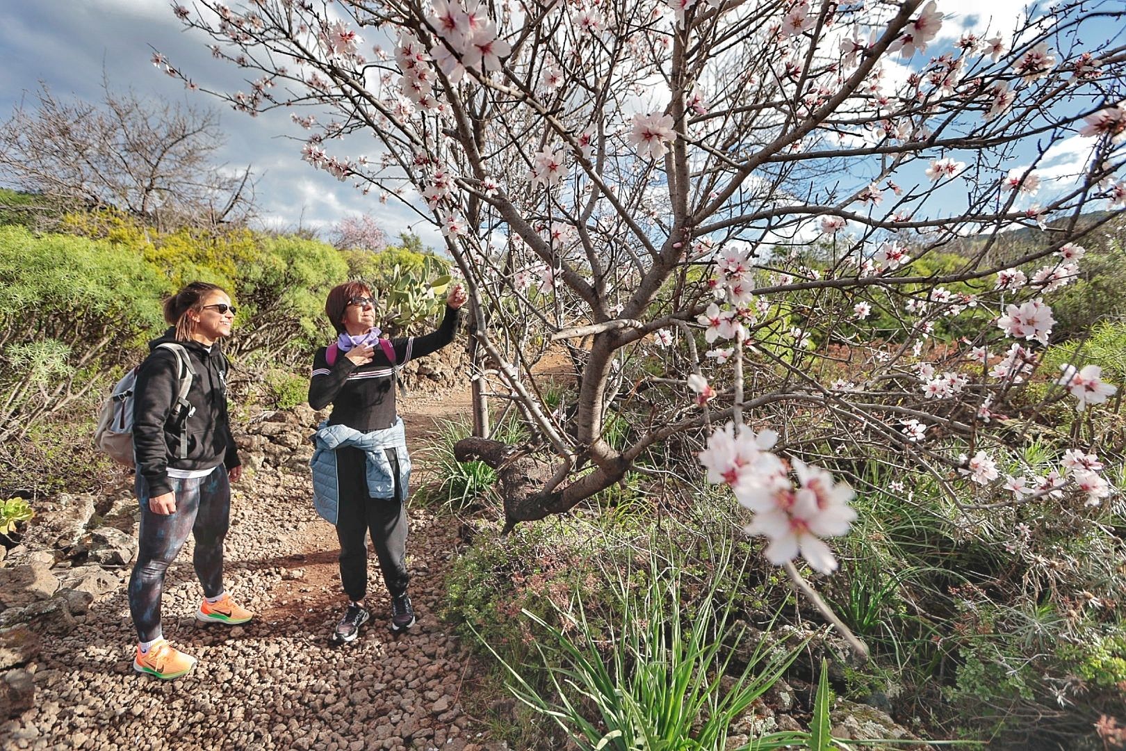 Rutas para disfrutar del almendro en flor organizadas por el Ayuntamiento  de Santiago del Teide. - El Día