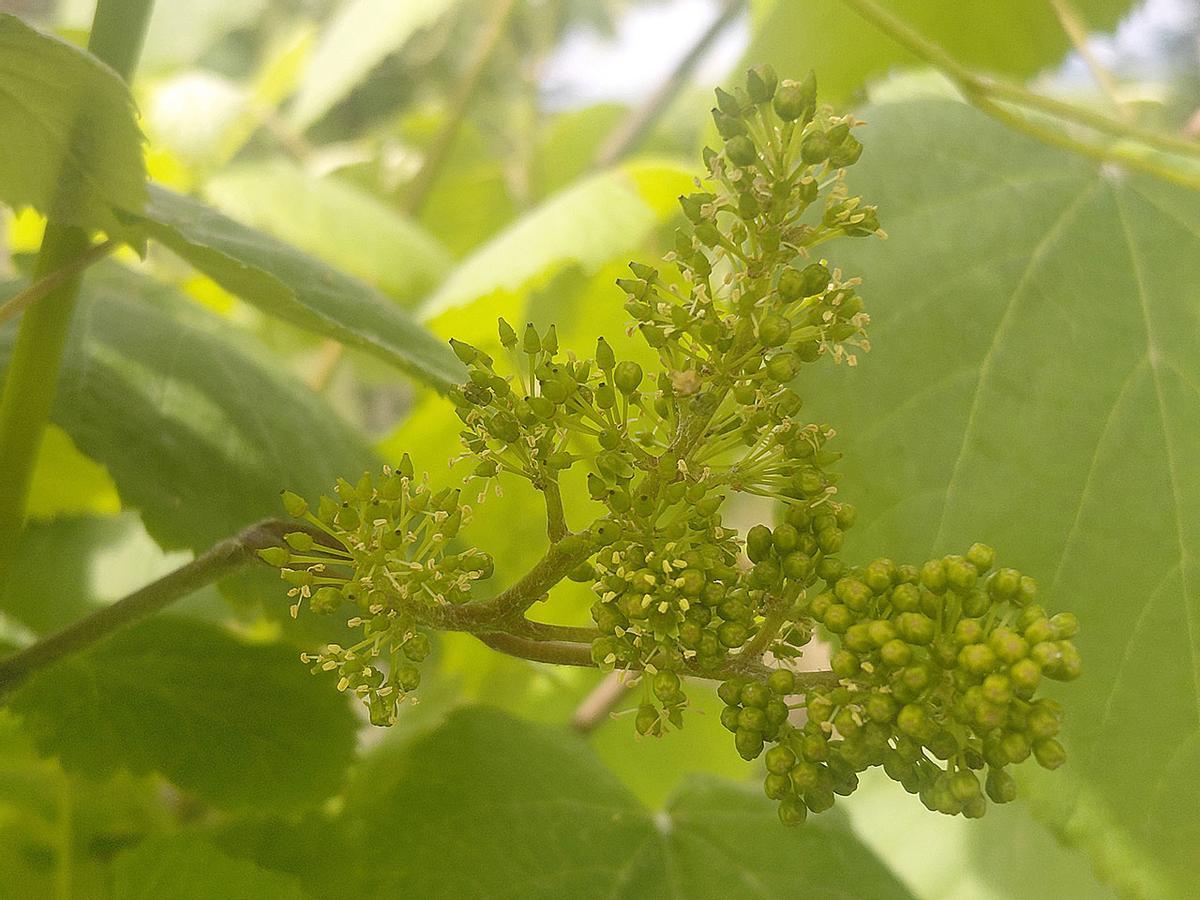 La floración puede llegar a presentarse en diferentes fases dentro de un mismo racimo.