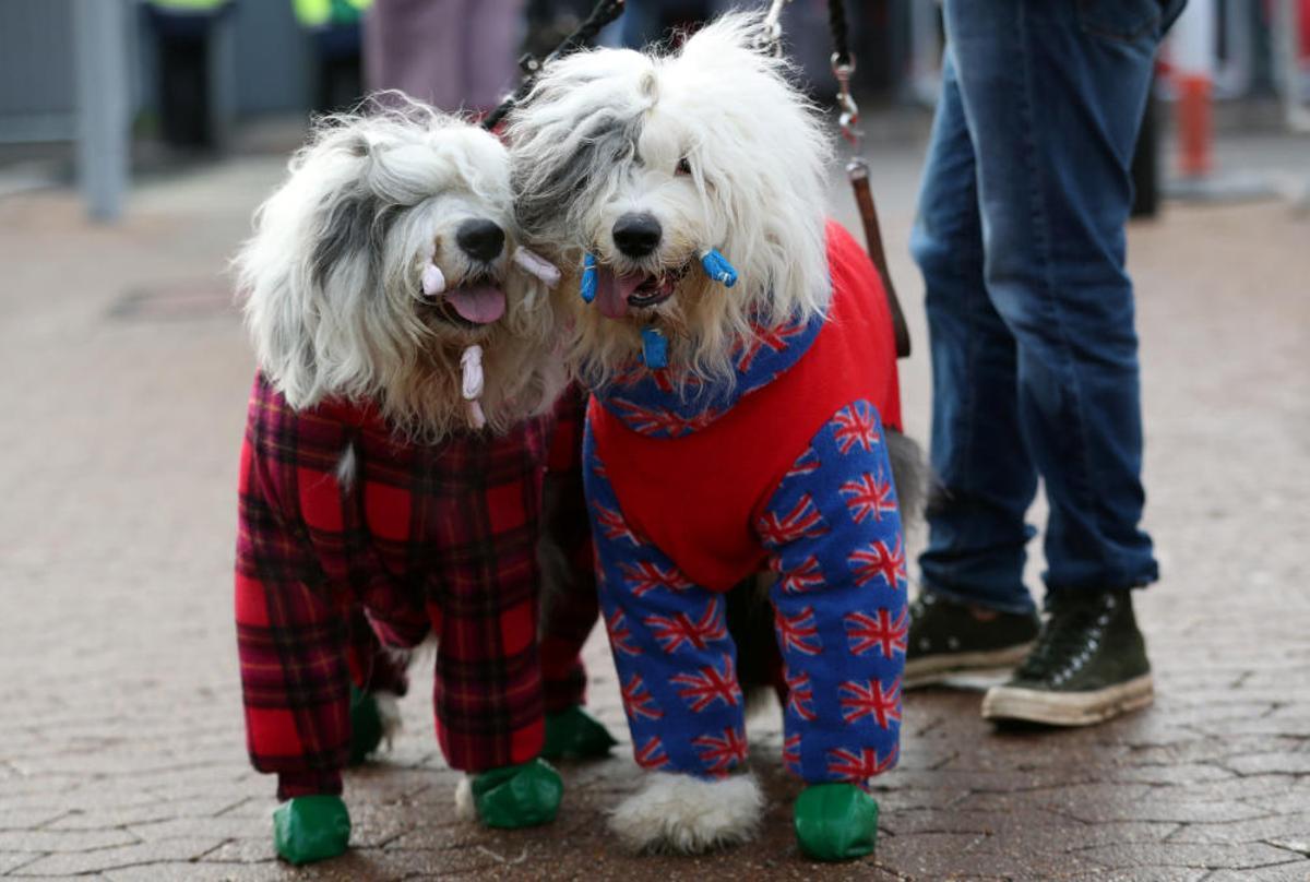 Crufts 2019: L'exhibició de gossos més gran del món