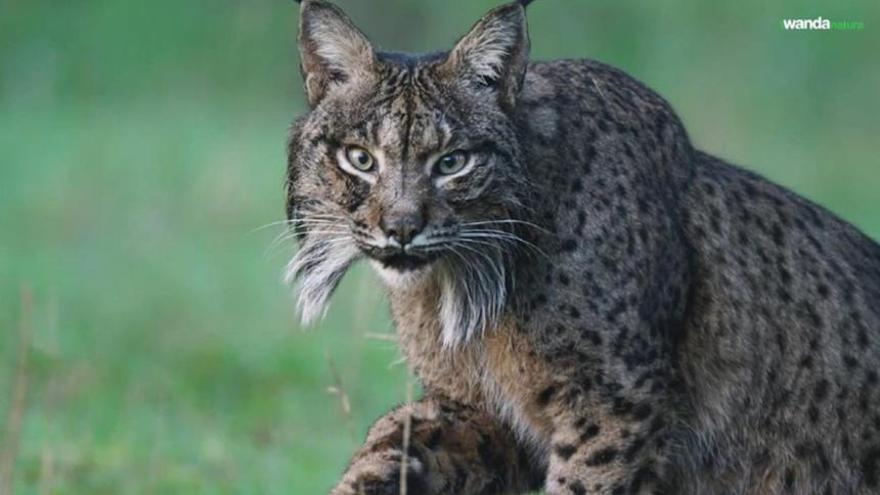 Dehesa, el bosque del lince ibérico