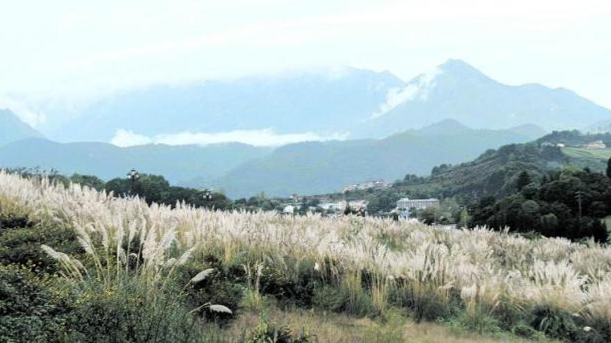 Una densa población de plumeros de la Pampa en la zona de La Manjoya, a las afueras de la ciudad de Oviedo. | nacho orejas