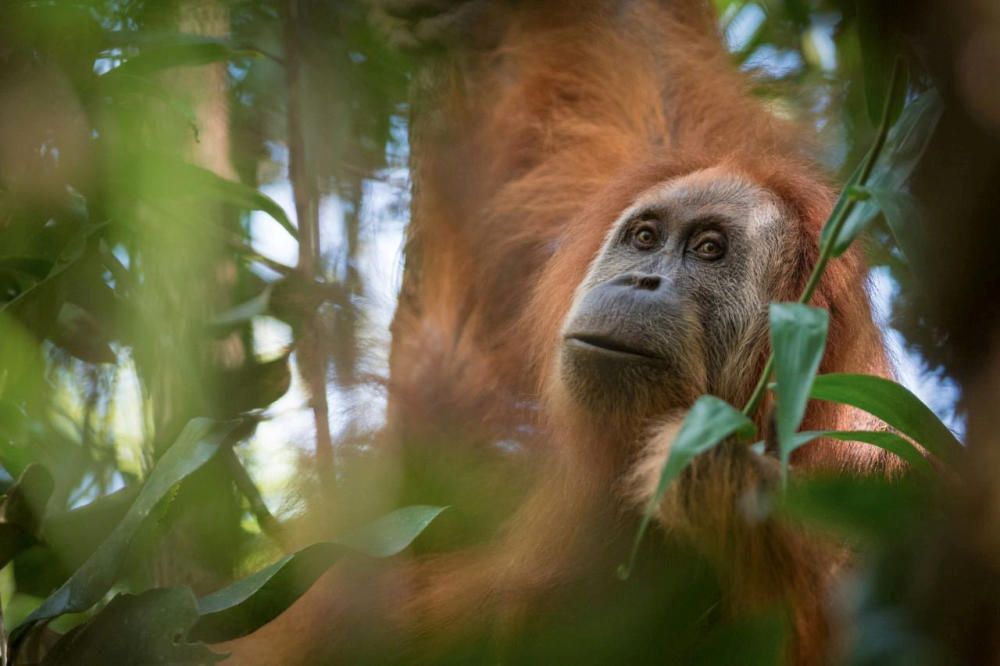 A photo of Pongo tapanuliensis, identified as a...