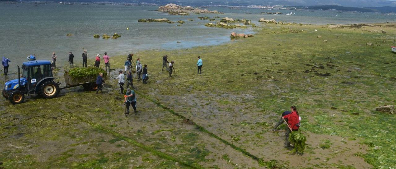 Limpieza de algas en la playa de A Braña esta misma semana.