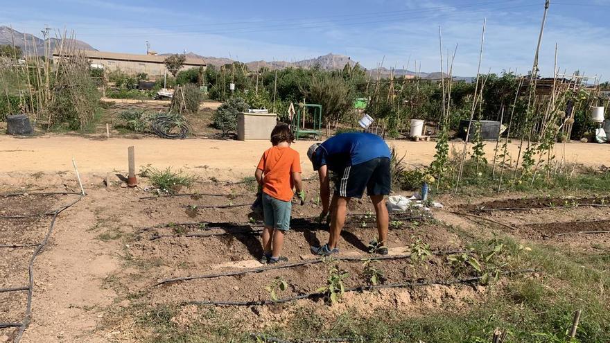 San Vicente amplía los huertos urbanos municipales de Laborinquen con 14 nuevas parcelas