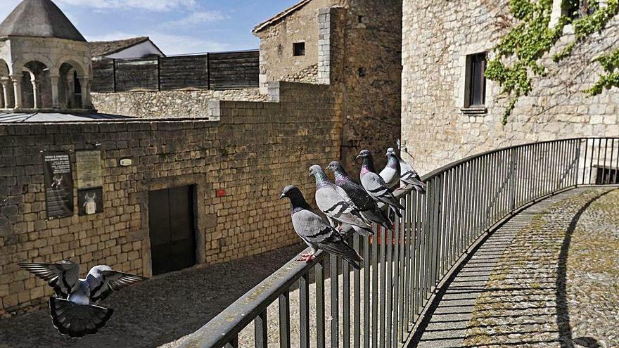 Coloms davant dels Banys Àrabs de Girona, habitualment plens de turistes