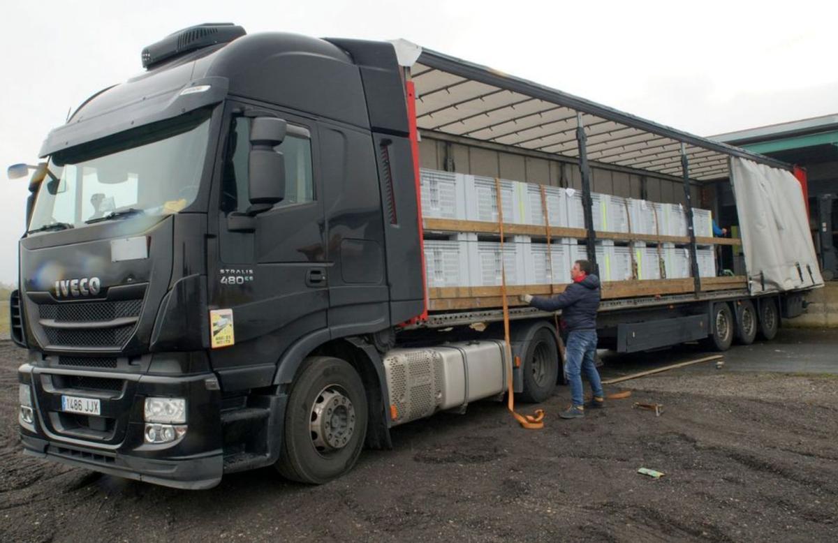 Un alistano salvará la campaña de castañas con la recogida de 600 toneladas 