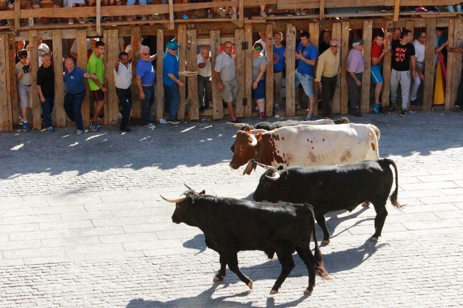 Fiestas en Zamora: Último encierro en Fermoselle