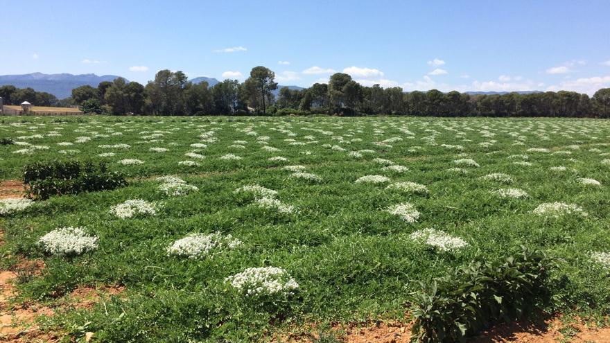 Cambiar pesticidas por flores: así mejora la producción de sandías y otros cultivos