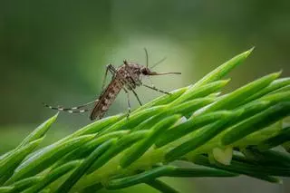 Detectados mosquitos con virus del Nilo en tres municipios de Sevilla