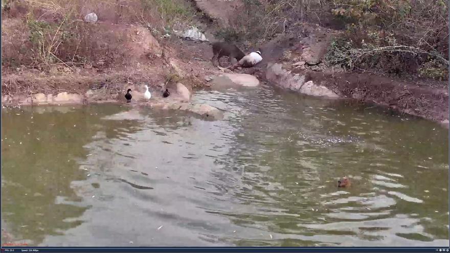 Frank Cuesta a punto de morir tras ser atacado por su ciervo &#039;Perrito&#039; en directo