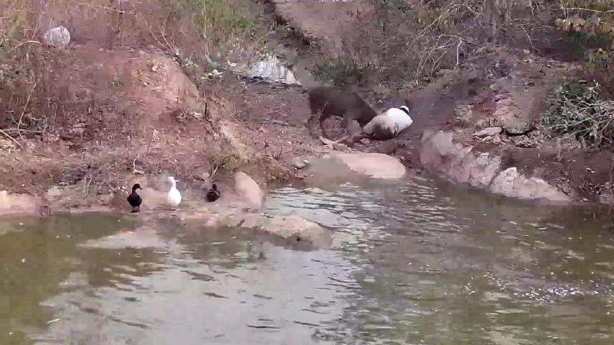 Frank Cuesta a punto de morir tras ser atacado por su ciervo 'Perrito' en directo