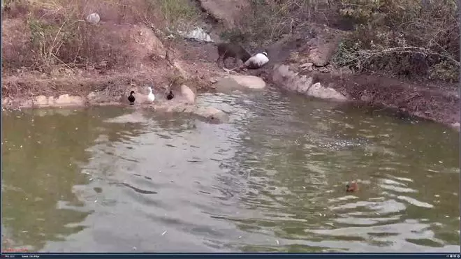 Frank Cuesta a punto de morir tras ser atacado por su ciervo 'Perrito' en directo