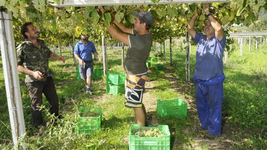 Vendimia en una bodega de una cooperativa de Portas. // Noé Parga