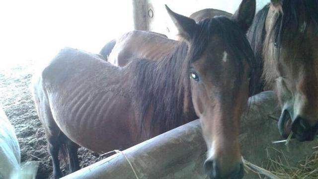 Varios de los caballos purasangre en estado de abandono que malvendió Luxender