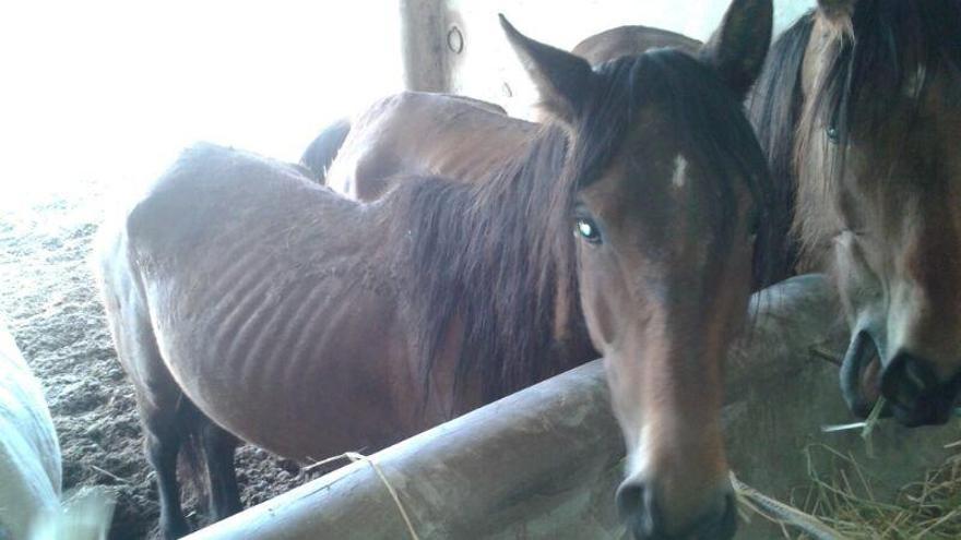 Varios de los caballos purasangre en estado de abandono que malvendió Luxender