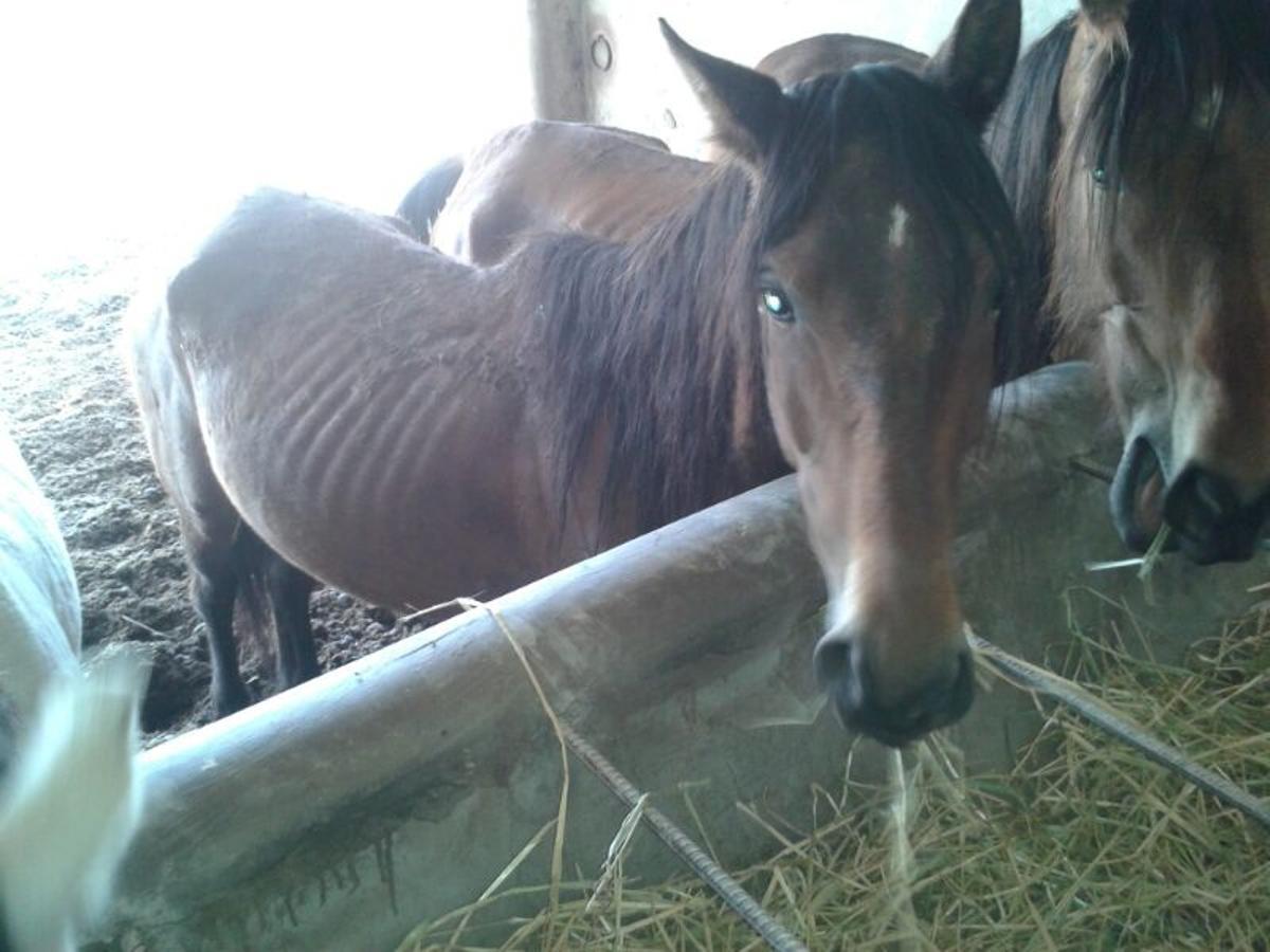 Varios de los caballos purasangra en estado de abandono que malvendió Luxender