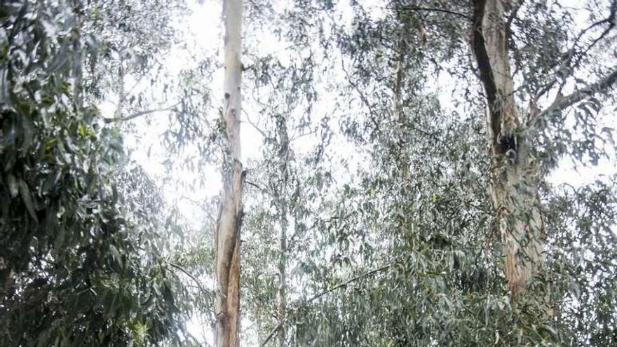 Árboles en el parque de Santa Margarita.