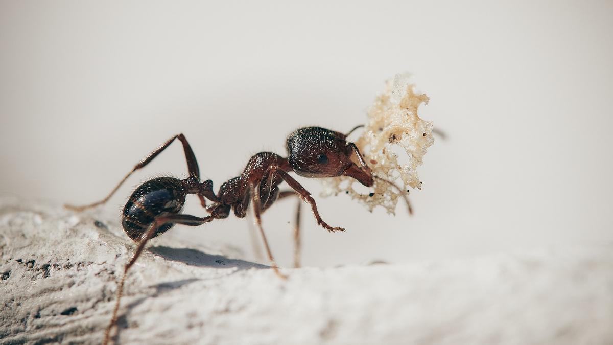 Las hormigas suelen ir en busca de comida