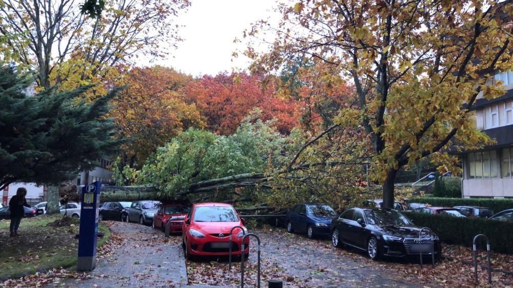 Árboles caídos en el Campus Sur de la USC // FdV