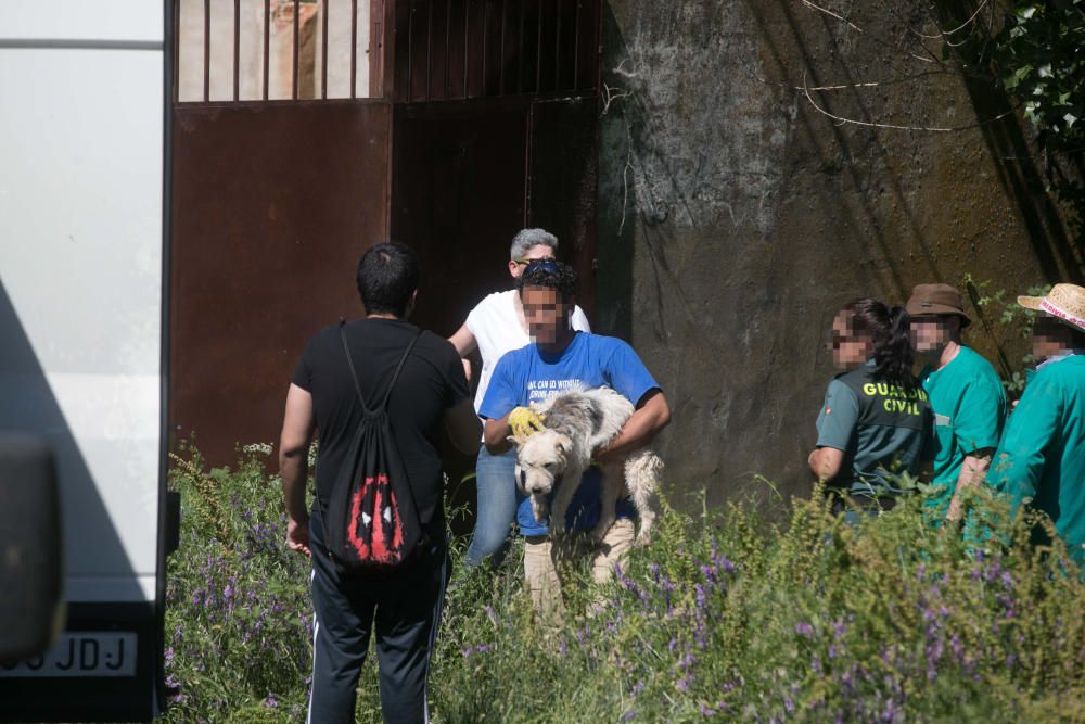 Rescatados perros Valdeperdices