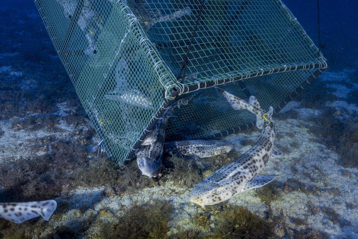 Sechzehn kleine Katzenhaie schwimmen in die Freiheit.