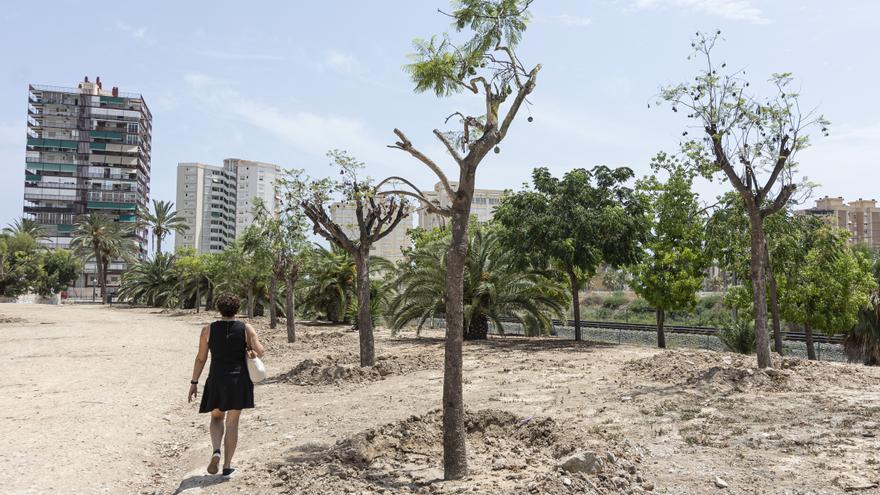 Desaparecen las melias de la avenida de la Constitución que fueron reubicadas en un parque de Playa de San Juan