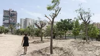 Desaparecen las melias de la avenida de la Constitución que fueron reubicadas en un parque de Playa de San Juan