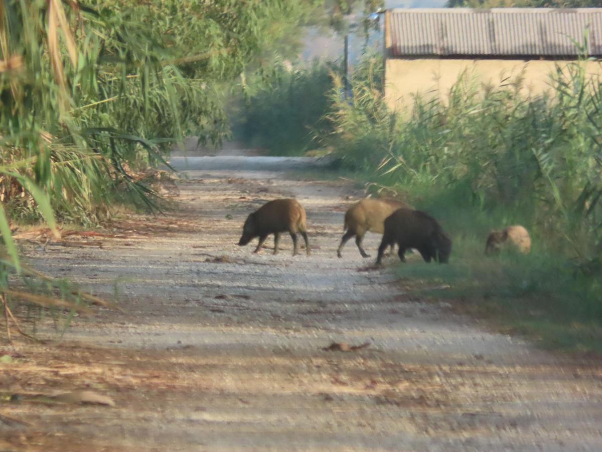 Los jabalíes son fáciles de ver en veredas y caminos cercanos al parque natural de El Hondo de Elche y Crevillent