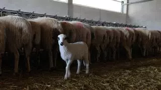 Jornada de formación en Zamora para ganaderos de ovino de leche: Todo lo que tienes que saber