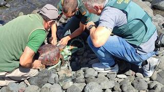 Rescatan dos tortugas atrapadas en una red en Canarias
